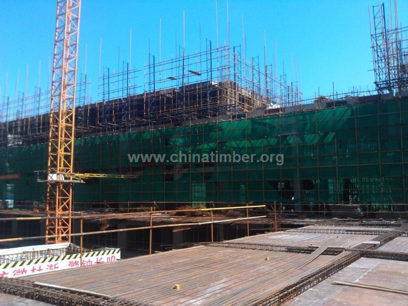 1220*2440*12.5㎜松木面建筑模板