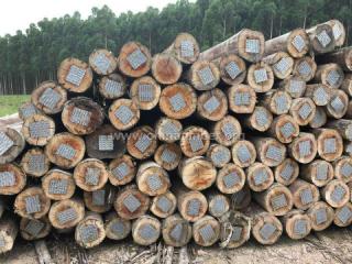 旋切级桉木(巴西玫瑰桉木)