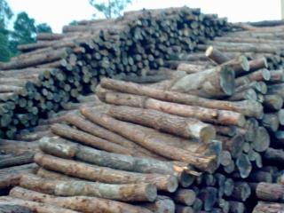 ��ľ������ԭľ