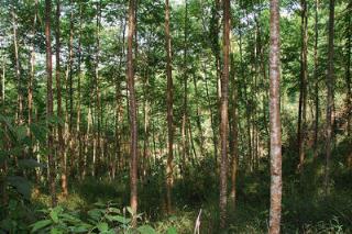 ������ľ