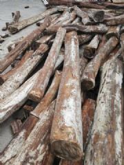 ӡ����Ҷ��̴��צ��ɽ����